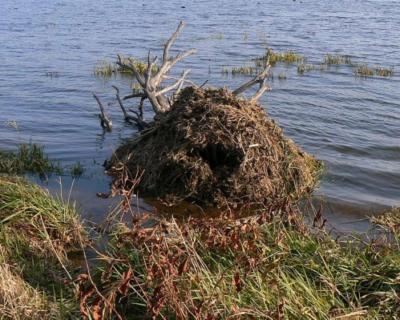 muskrat push-up