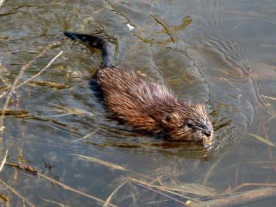 muskrat swimming