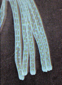 close-up view of mussel gills