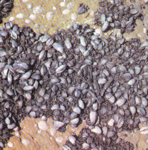 a typical concentration of edible mussels may have as many as 16,000 individuals per square foot