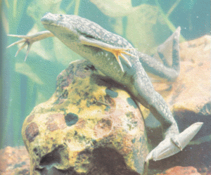 Clawed Frog