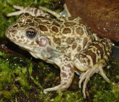 Crawfish Frog