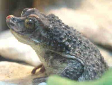 Puerto Rican Crested Toad