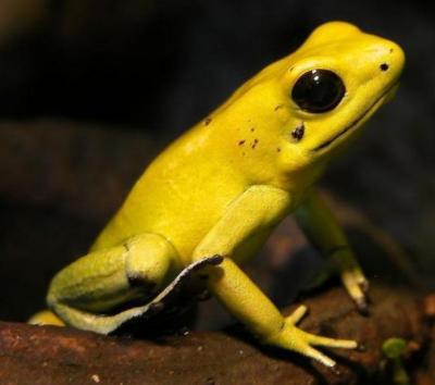 Golden Poison Dart Frog