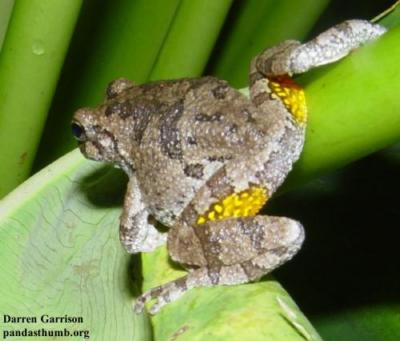 gray treefrog