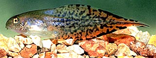 eastern gray treefrog tadpole