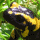 Fire Salamander (Salamandra salamandra)