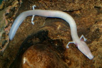 olm