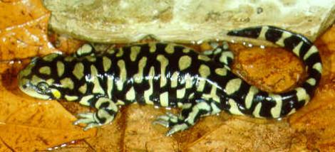 Tiger Salamander