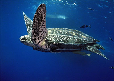 Leatherback Sea Turtle