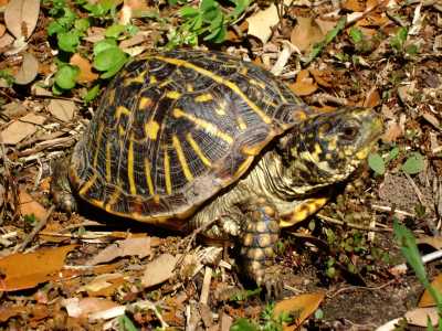 Ornate Box Turtle