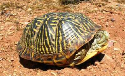 Ornate Box Turtle partially withdrawn into shell