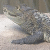 Caimans