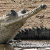 Gharial (Gavialis gangeticus)