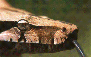 head of the boa constrictor