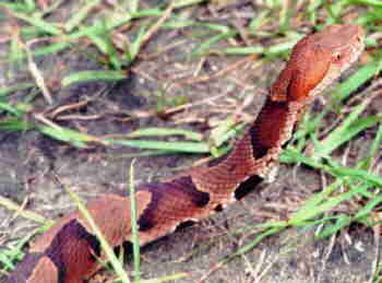 Copperhead