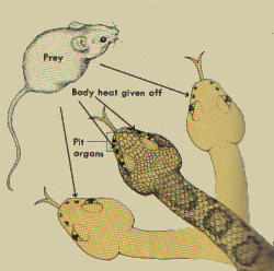 how pit organs help a snake find prey